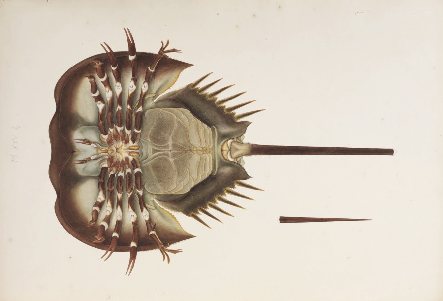 川原慶賀の見た江戸時代の日本1